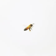 Bee Nature Stickers by Appree | Papertail Fox