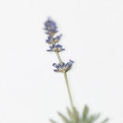 Lavender Pressed Flower Stickers by Appree | Papertail Fox