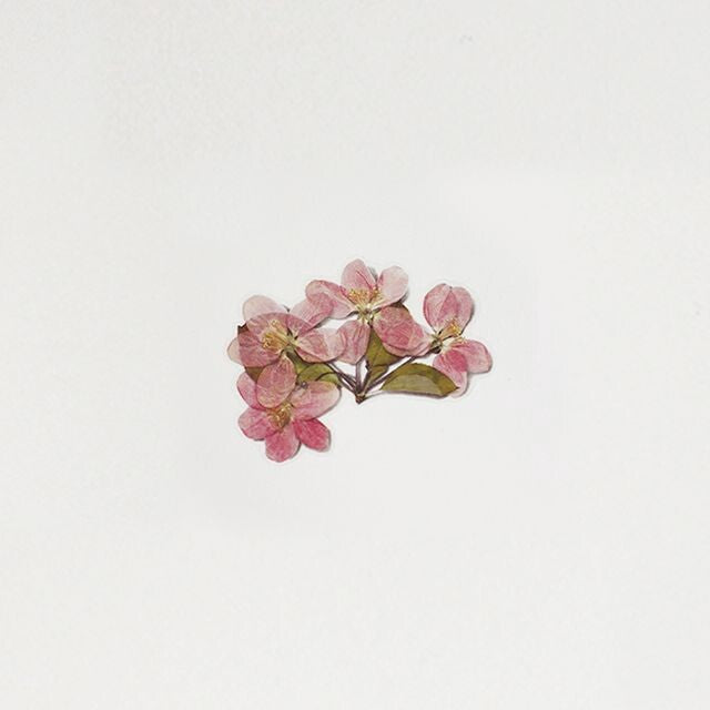 Apple Blossom Pressed Flower Stickers | Appree