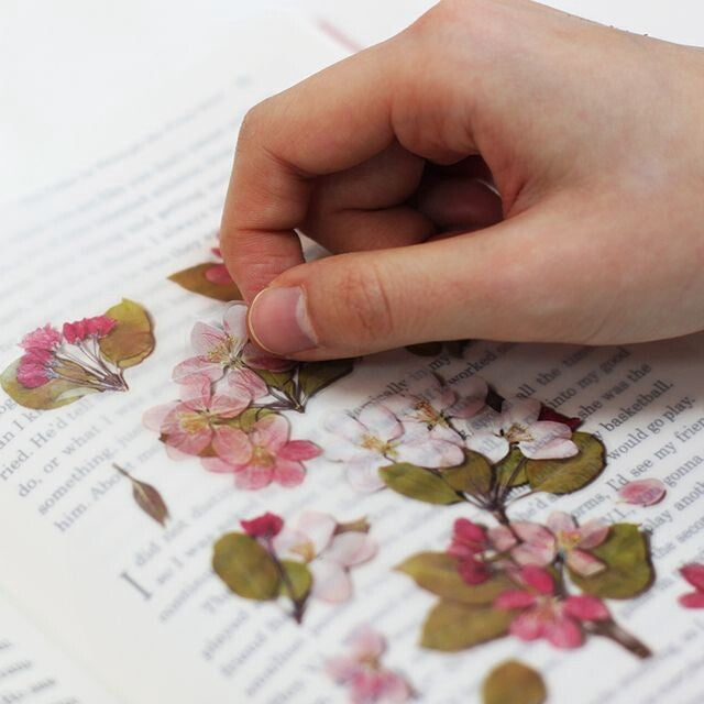 Apple Blossom Pressed Flower Stickers | Appree