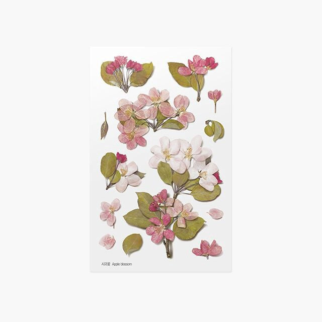Apple Blossom Pressed Flower Stickers | Appree