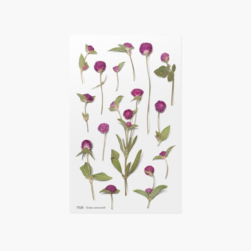 Globe Amaranth Pressed Flower Stickers | Appree