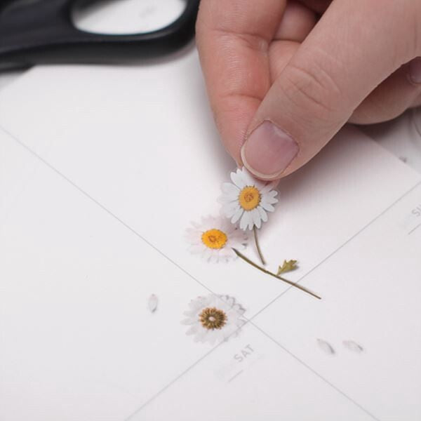 Marguerite Pressed Flower Stickers by Appree | Papertail Fox