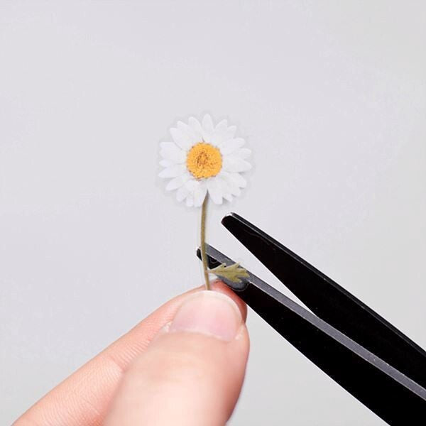 Marguerite Pressed Flower Stickers | Appree