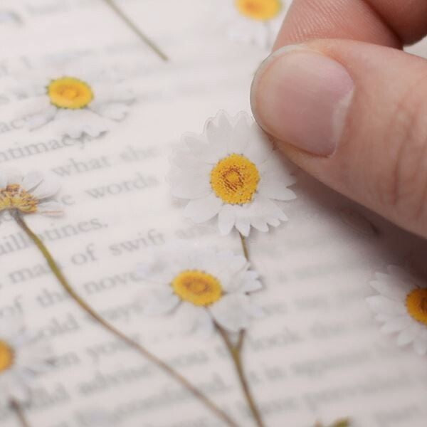 Marguerite Pressed Flower Stickers | Appree