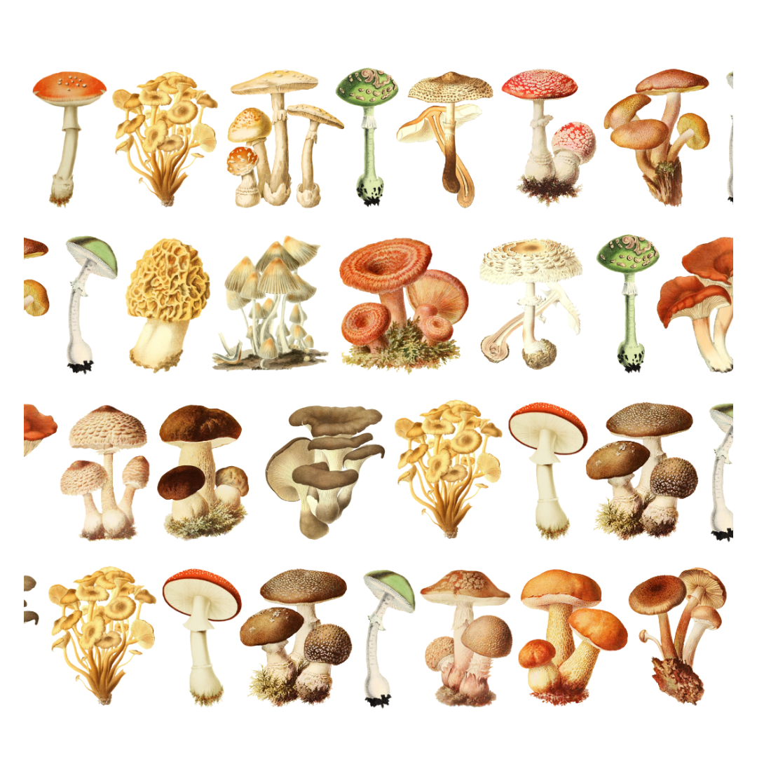 Mushrooms Pre-Cut PET Tape by Penpaling Paula | Papertail Fox